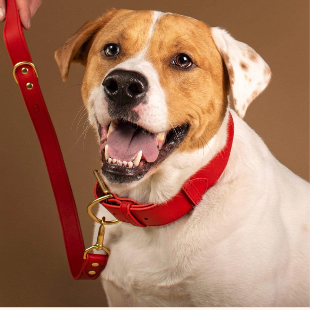 Genuine Canine leather dog leash 6ft